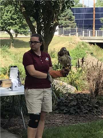 "Sheyenne" Harris Hawk